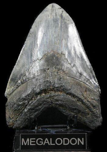 Serrated, Fossil Megalodon Tooth - Gigantic Shark Tooth #56468